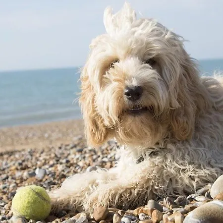 Insel-reetkate Auf Mit Hund Σπίτι διακοπών *