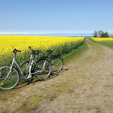 Insel-reetkate Auf Mit Hund *