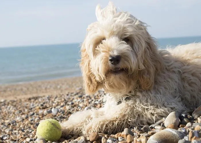 Insel-reetkate Auf Mit Hund Casa vacanze *